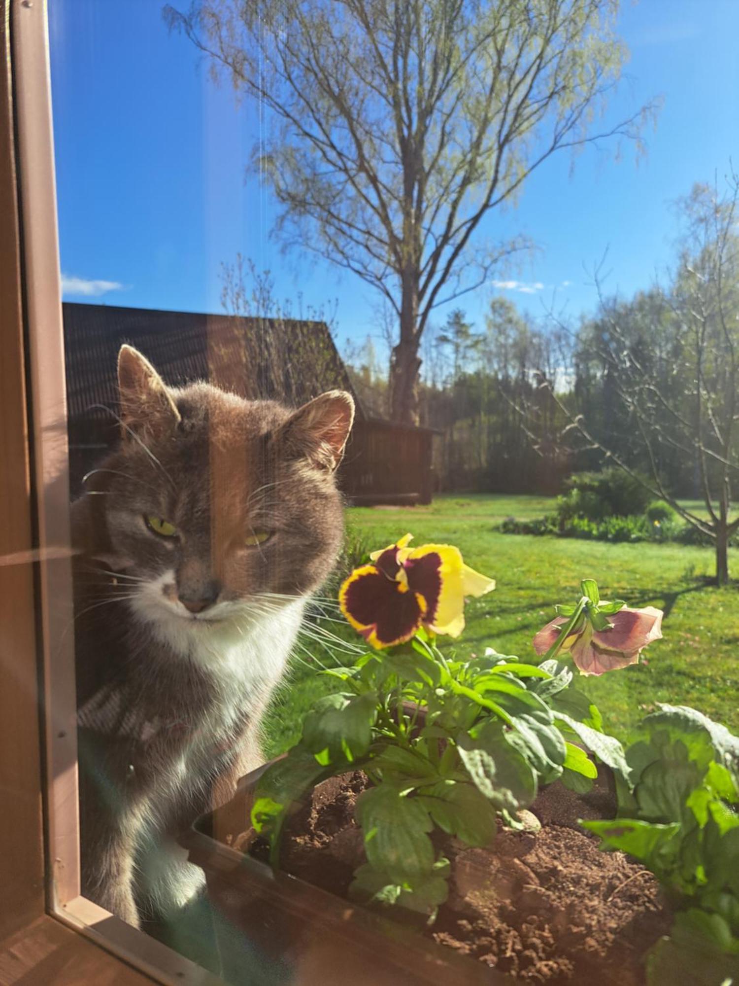 Korgemaee Puhketalu Konuk evi Eoste Dış mekan fotoğraf